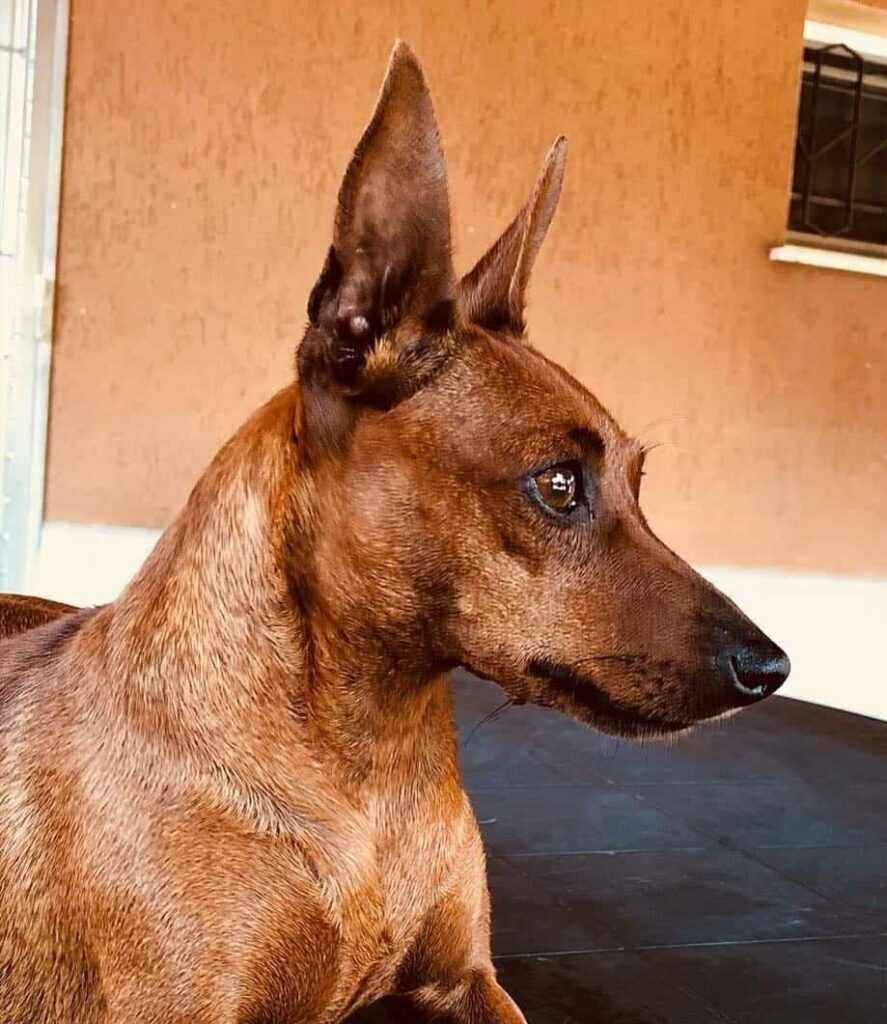 Ritratto di Zwergpinscher, Pinscher nano rosso
