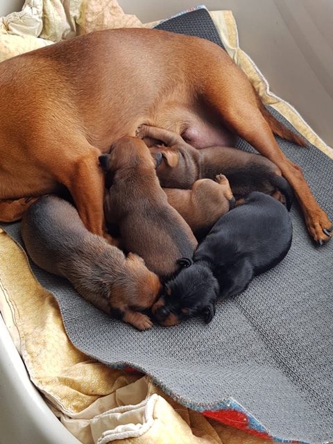 Cuccioli di Zwergpinscher con la mamma