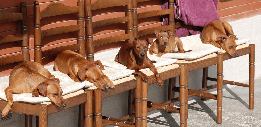 Gruppo di Zwergpinscher del Foionco