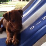 Gal Cuccioli 2