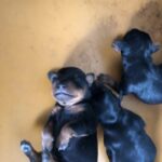 Gal Cuccioli 27