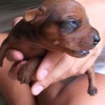 Gal Cuccioli 4