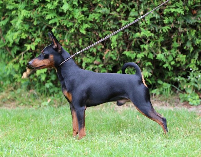 Zwergpinscher nero focato in stazione